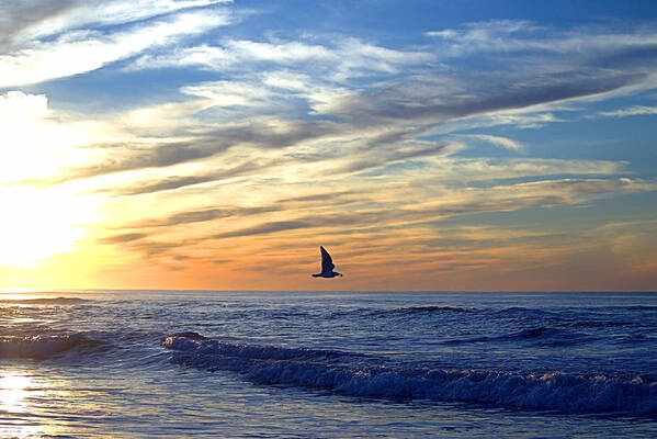 Gull Art Print featuring the photograph Sunrise Gull by Newwwman