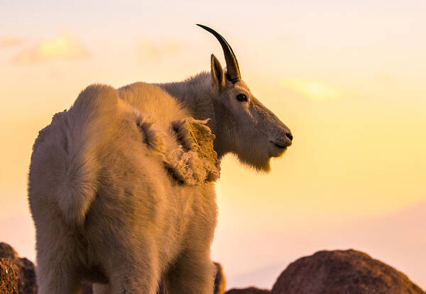 Mountain Goat Art Print featuring the photograph Sunrise on the Mountain #1 by Mindy Musick King