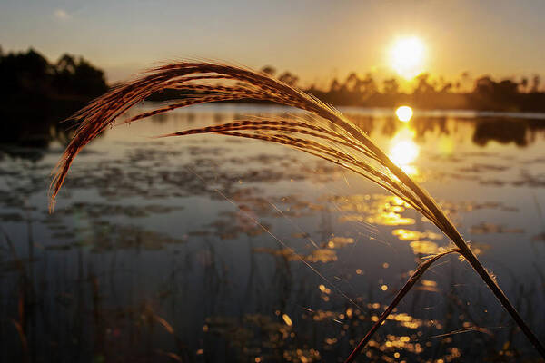 Sunset Art Print featuring the photograph Sunset at Gator Hole 2 by Arthur Dodd