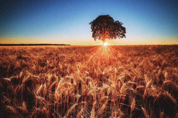 Sunset Art Print featuring the photograph Sunset on the Fields by Marc Braner