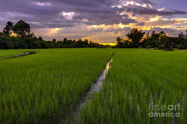 Cambodia Art Print featuring the photograph Sunset Rice Fields in Cambodia by Mike Reid