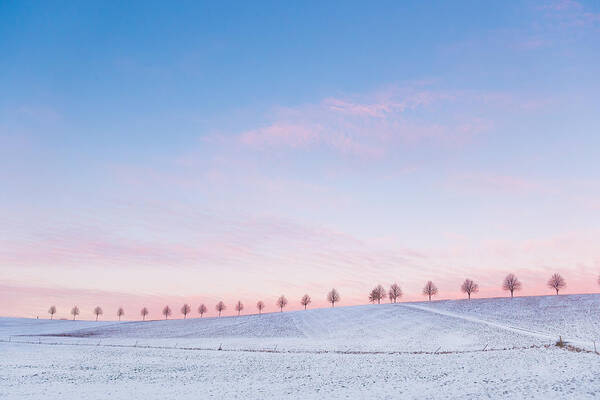 Sky Art Print featuring the photograph Sunset sky and trees blue and pink by Matthias Hauser