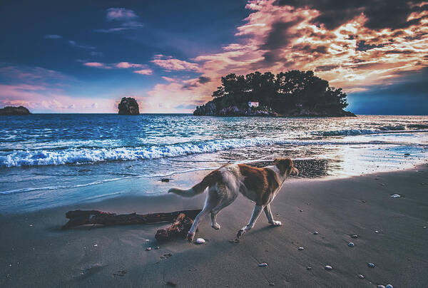 Dog Art Print featuring the photograph Sunset Stroll by Mountain Dreams