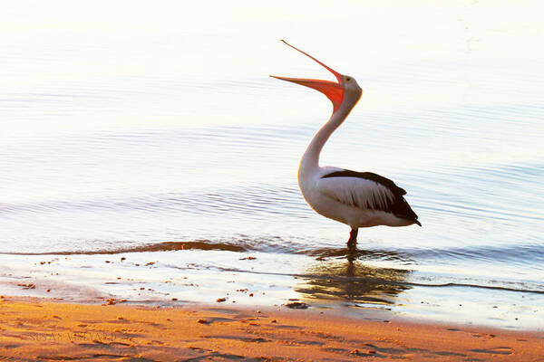 Susan Vineyard Art Print featuring the photograph Sunshine Coast Pelican by Susan Vineyard