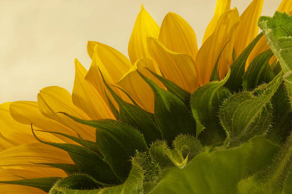 Sunflower Art Print featuring the photograph Sunshine Under The Petals by Sandra Foster