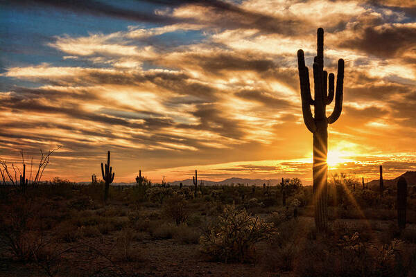 Saguaro Sunset Art Print featuring the photograph Sunstar Saguaro Sunset by Saija Lehtonen