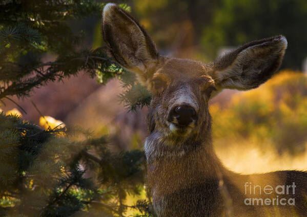 Spring Art Print featuring the photograph Surprise by Barbara Schultheis