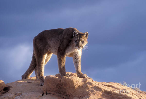 Cougar Art Print featuring the photograph Surveying the Territory by Sandra Bronstein