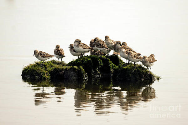 Shore Birds Art Print featuring the photograph Survivor island who will get voted off by Sam Rino