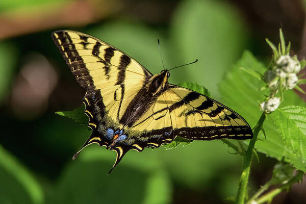 California Art Print featuring the photograph Swallowtail Butterfly on a Leaf by Marc Crumpler