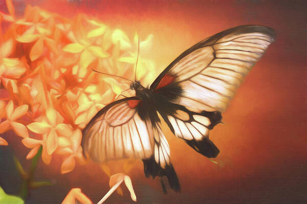 Butterfly Art Print featuring the photograph Swallowtail Butterfly by Susan Rissi Tregoning