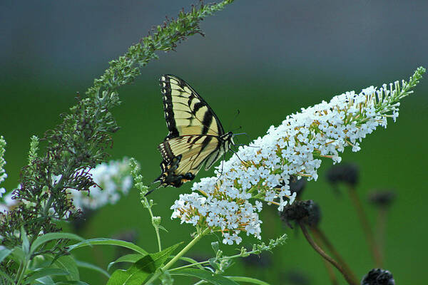 Butterfly Art Print featuring the photograph Swallowtail by Ira Marcus