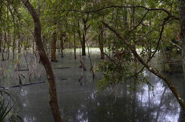 Swamp Haze Art Print featuring the photograph Swamp Haze by Warren Thompson