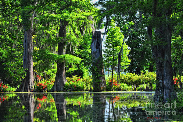 Swamp Art Print featuring the photograph Swamp in Bloom Signed by Randy Rogers