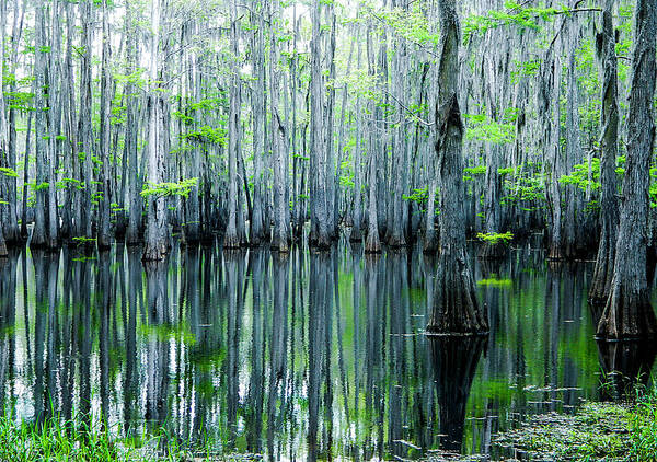 Algae Art Print featuring the photograph Swamp in Louisiana by Ester McGuire