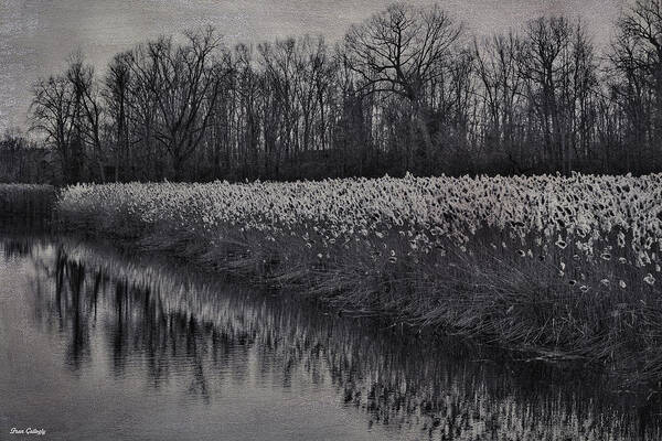 River Art Print featuring the photograph Swamp River by Fran Gallogly