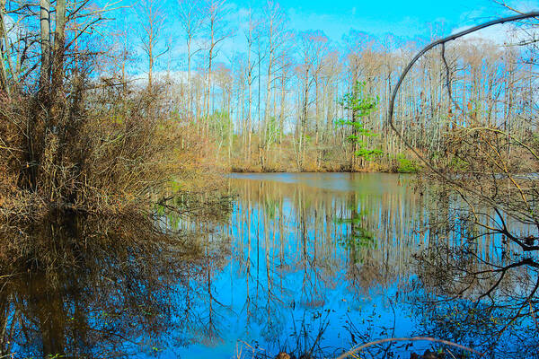  Art Print featuring the photograph Swamp Things by Christian Frazier