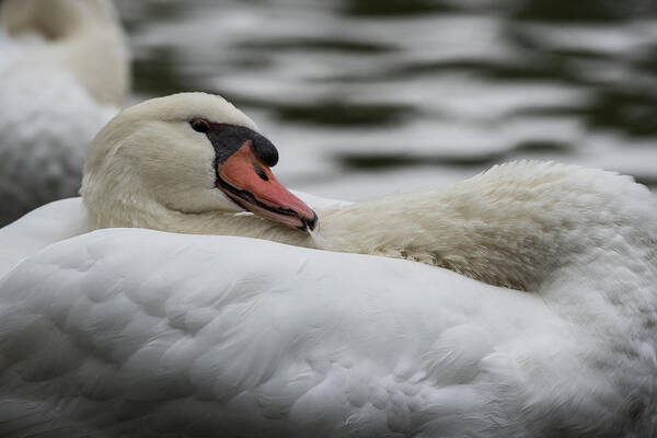Swan Art Print featuring the photograph Swan -7823 by Steve Somerville