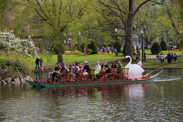 Swan Boat Art Print featuring the photograph Swan Boats 2 by Allan Morrison