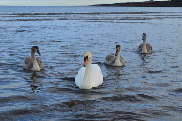 Swan Art Print featuring the photograph Swan Family at Sea by Adrian Wale