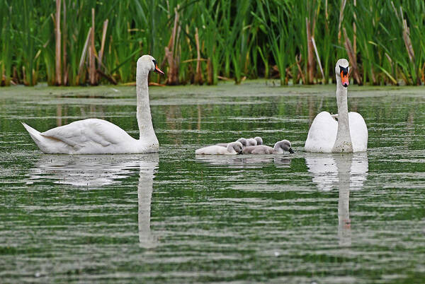 Swan Art Print featuring the photograph Swan Family by Ken Stampfer