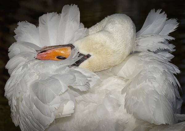 Swan Feathers And Fluff During Preening. Art Print featuring the photograph Swan Preening by Sherry Butts