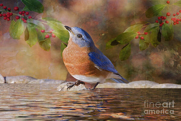 Bluebird Art Print featuring the photograph Sweet Little Bluebird by Bonnie Barry