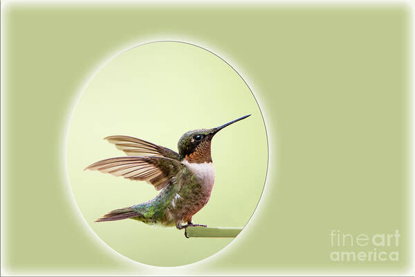 Sweet Art Print featuring the photograph Sweet Little Hummingbird by Bonnie Barry