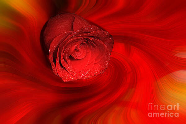 Reds Art Print featuring the photograph Swirling Rose by Geraldine DeBoer