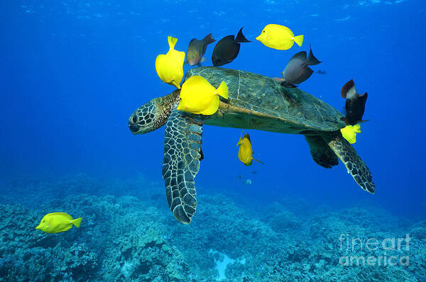 Green Sea Turtle Art Print featuring the photograph Symbiosis by Aaron Whittemore