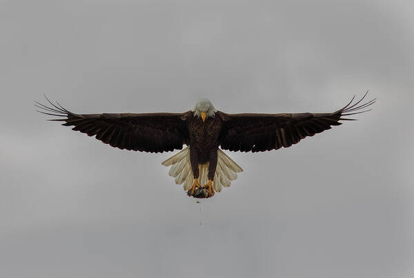 Bald Eagle Art Print featuring the photograph Symmetry by Justin Battles