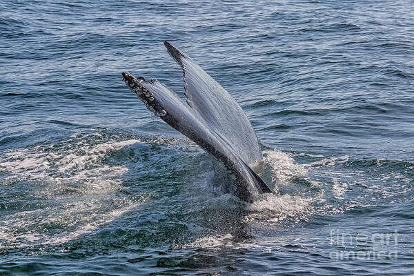 Animal Art Print featuring the photograph Tail fin of a big whale by Patricia Hofmeester