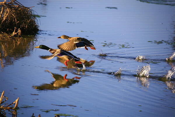 Duck Art Print featuring the photograph Take Off by Robert Pearson