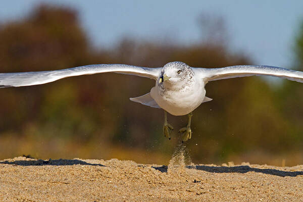 Seagull Art Print featuring the photograph Takeoff by David Freuthal
