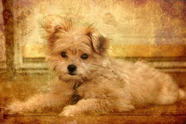 Puppies Art Print featuring the photograph Taking A Break by Angie Tirado