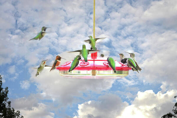 Hummingbirds Art Print featuring the photograph Taking Reservations by Lynn Bauer