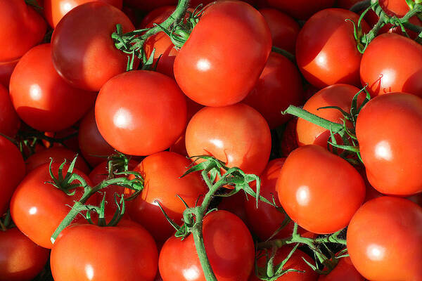 Tomatoes Art Print featuring the photograph Teaming With Tomatoes by Todd Klassy