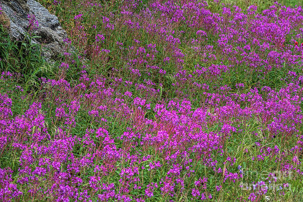 Fireweed Art Print featuring the photograph Technicolor Dreams by Jim Garrison