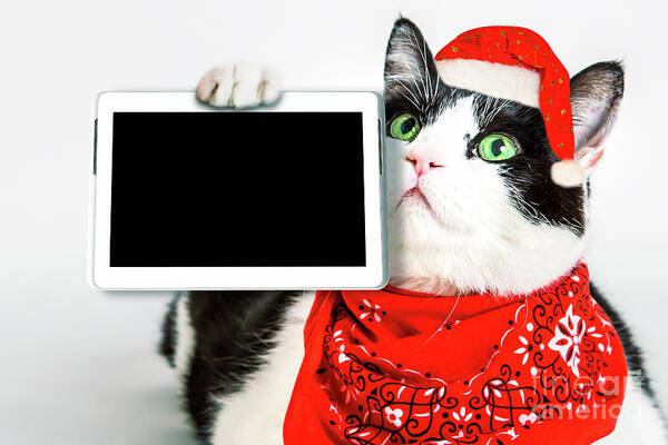 Cat Art Print featuring the photograph Technology christmas Cat by Benny Marty