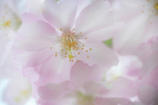 Jenny Rainbow Fine Art Photography Art Print featuring the photograph Tender Bloom of Sakura by Jenny Rainbow
