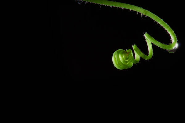 Spiral Art Print featuring the photograph Tendril by Eugene Campbell