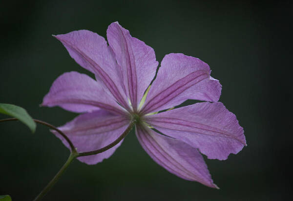 Photograph Art Print featuring the photograph Teresas Clematis by Suzanne Gaff