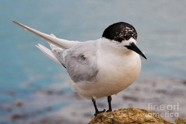 Bird Art Print featuring the photograph Tern 1 by Werner Padarin