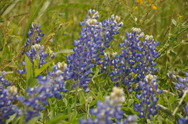 Texas Hill Country Art Print featuring the photograph Texas Bluebonnet by Frank Madia