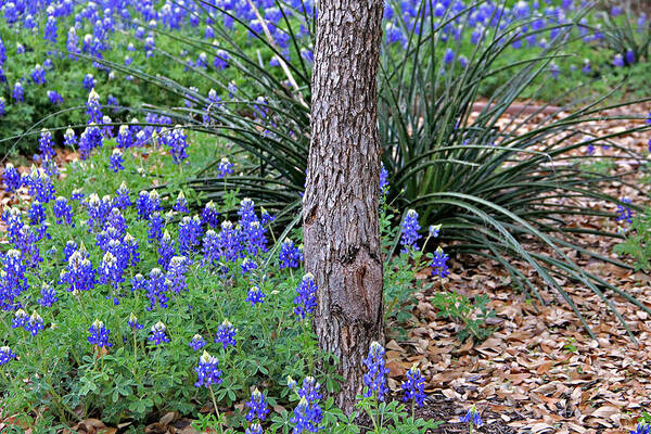 Landscape Art Print featuring the photograph Texas Bluebonnets by Matalyn Gardner