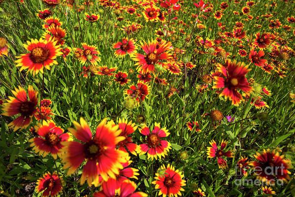Close Up Art Print featuring the photograph Texas Hill Country wildflowers - Indian Blanket Firewheels, Lake by Dan Herron