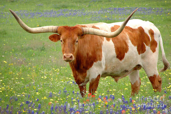 Texas Longhorn In Bluebonnets Art Print featuring the photograph Texas Longhorn Standing in Bluebonnets by Jon Holiday