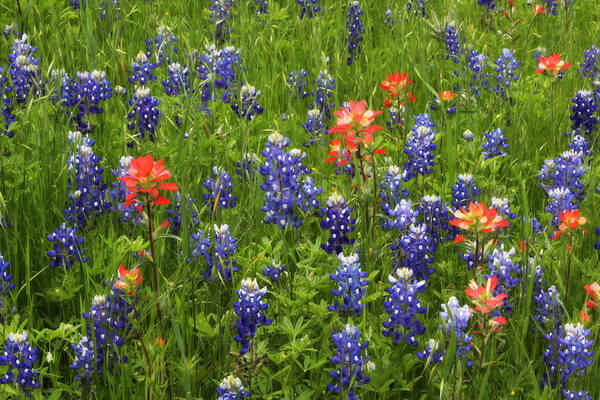 Bloom Art Print featuring the photograph Texas Wildflowers by David and Carol Kelly