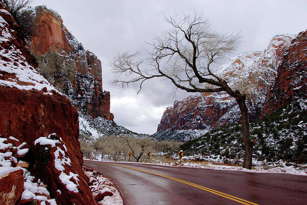 Zion Art Print featuring the photograph That Tree in Zion by Daniel Woodrum