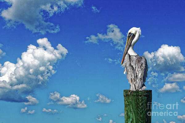 Pelican Art Print featuring the photograph The American Brown Pelican by Paul Mashburn